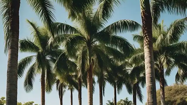 teknik perkebunan kelapa sawit